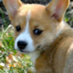 Meet your Posher, Elliotte